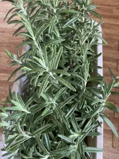 ❤️さん様　専用　4本❤️