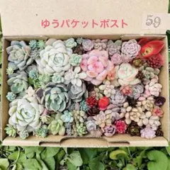 ✾59ちまちま寄せ植え　カット苗　多肉植物　寄せ植えセット　詰め合わせ