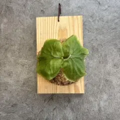 2026年最新】ビカクシダ板付けの人気アイテム - メルカリ