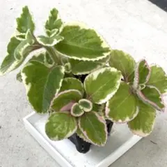斑入りアロマティカス　鉢ごと発送