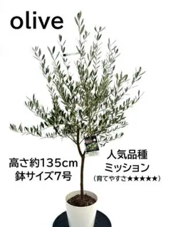 2025年最新】オリーブの木 ミッションの人気アイテム - メルカリ