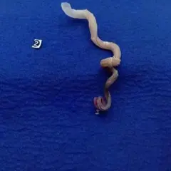 ② -1 조개 표본 이끼