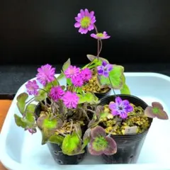 tamao14様 リクエスト 6点 まとめ商品