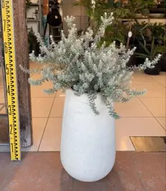 アデナンサス ウーリーブッシュ ファイバーセメント鉢 | Mercari