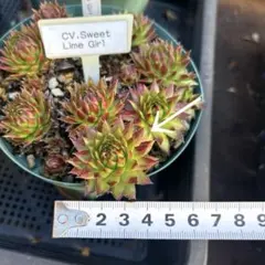 きなこもっち〜様 リクエスト 2点 まとめ商品