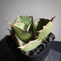 【タグ追加】【メルカリ便】ぼず様 リクエスト 3点