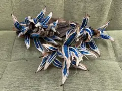 2025年最新】旅人の木 種の人気アイテム - メルカリ