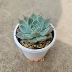 多肉植物　ハル×しずく　③　抜き苗のサムネイル