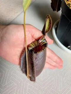 サトイモ科 テンナンショウ Arisaema melanostomum - メルカリ