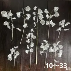 ルナリア　ドライフラワー　ホワイト　インテリア スワッグ　白花材　合田草　大判草