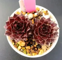 クリンのママさん様 リクエスト 6点 まとめ商品