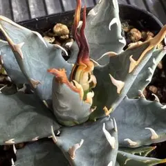 2026年最新】エボリスピナ陽炎の人気アイテム - メルカリ