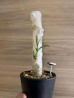 斑入り バオバブ - メルカリ