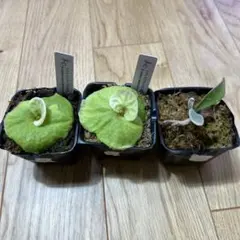 ビカクシダ セット OMG マダガスカリエンセ リドレイドワーフ - メルカリ