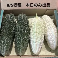 野菜　ゴーヤ(緑・白)のサムネイル