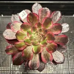 予約ページ‼️新品種‼️ 希少‼️アエオニウム　幽霊姫　ファントムプリンセス　1苗 yanage様専用出品‼️新品種‼️アエオニウム 幽霊姫 ファントム