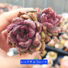 にゃん様 リクエスト 2点 まとめ商品