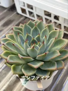 ❣️大苗＊ボンファイア❣️現品 エケベリア 寄せ植え 多肉弁当 多肉植物
