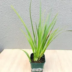 ユッカ リギダ 実生 抜き苗 長め 1株 - メルカリ