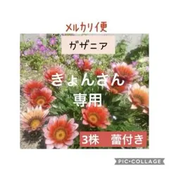 専用　ガザニア苗　人気のレッド❗️ 6ポット分