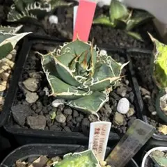 オテロイ実生　子株　青葉　特選 2025年最新】オテロイ 青葉の人気アイテム - メルカリ