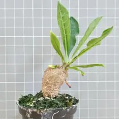 AQUA GREEN PROJECT様 リクエスト 3点 まとめ商品