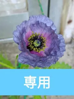～紫陽花の傘～@プロフ必読様専用のサムネイル