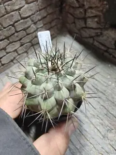 2025年最新】黒王丸 実生の人気アイテム - メルカリ