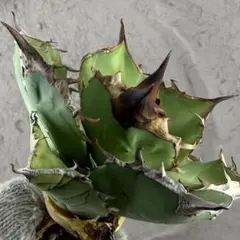 2026年最新】アカベ白犀牛の人気アイテム - メルカリ