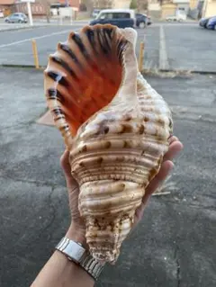 2025年最新】法螺貝の人気アイテム - メルカリ