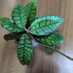 Hoya callistophyllaのサムネイル