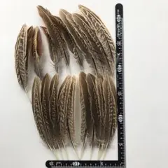 Item thumbnail for item 47d116ef-69da-403e-b49a-74c071002436