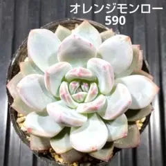 オレンジモロー 590 エケベリア 多肉植物 抜き苗