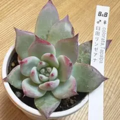 2025年最新】臼田リンゼアナの人気アイテム - メルカリ