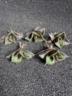 アガベ チタノタセット 黒火焔 type-r 黒棘厳龍 BB cjplants - メルカリ