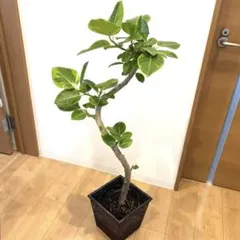 フィカス•アルテシマ♪ 142cm 大葉 沖縄産•太幹♪ - メルカリ