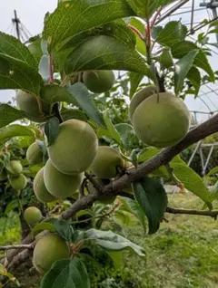 山形県産　青梅1.2kg　梅干し、梅シロップ等に使ってくださいのサムネイル