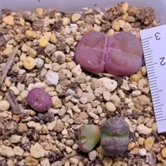 コノフィツムroodiae sanguineum Garies親株 - メルカリ