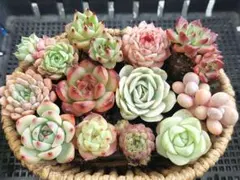 【アンスノー錦入り小さいの③】抜き苗★エケベリア★多肉★多肉植物★寄せ植え★のサムネイル