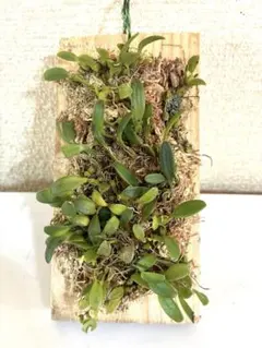 山野草、ラン科植物、着生植物 [ ベニカヤラン ] 焼き板着け - メルカリ