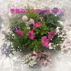 紫陽花 ドライフラワー B1 80サイズ 北海道産 - メルカリ