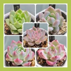 レア品種】☆4種類☆多肉植物4苗セット 土・根付き④ - メルカリ