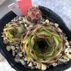 多肉植物 センペルビウム オレンジディップ No.25【白】 - メルカリ