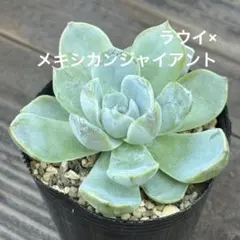 2025年最新】ラウイ×メキシカンジャイアントの人気アイテム