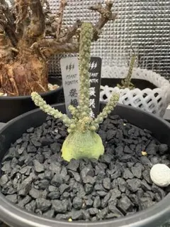 2026年最新】ブラータ ギガスの人気アイテム - メルカリ