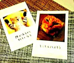 【匿名配送、可】『19』ネコのスナップ　2枚。