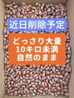ドングリ どんぐり マテバシイ 10キロ未満　大量 大容量 エサや工作に！