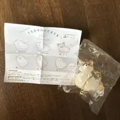 うちの子のけだまだま　柴犬