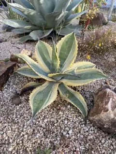 2025年最新】リップルエフェクトの人気アイテム - メルカリ