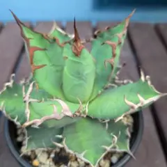 474、アガベ シーザー Agave Caesarのサムネイル